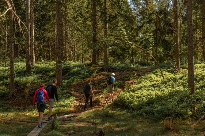 Wildlife Forest Hike - Walking through Nordmarka toward Skjennungstoppen