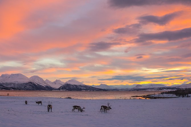 Winter Fjord Road Trip with Wandering Owl - Photos included, with one small catch