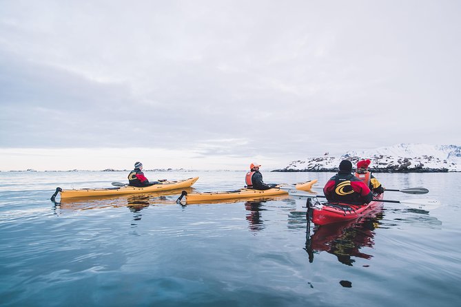 Winter Half Day Kayak Tour - What the guide adds to the experience